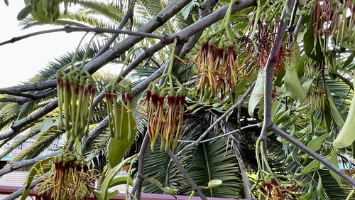 Amyema congener (variable mistletoe)