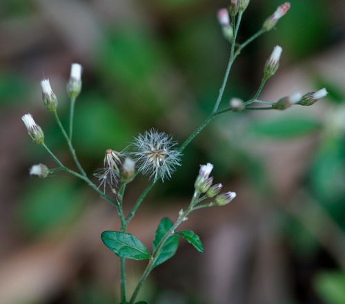 Cyanthillium cinereum (little ironweed)