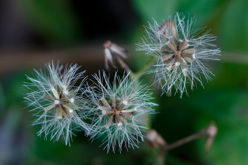 Cyanthillium cinereum (little ironweed) (alternate view 2)