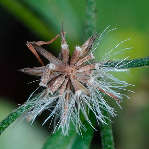 Cyanthillium cinereum (little ironweed) (alternate view 3)