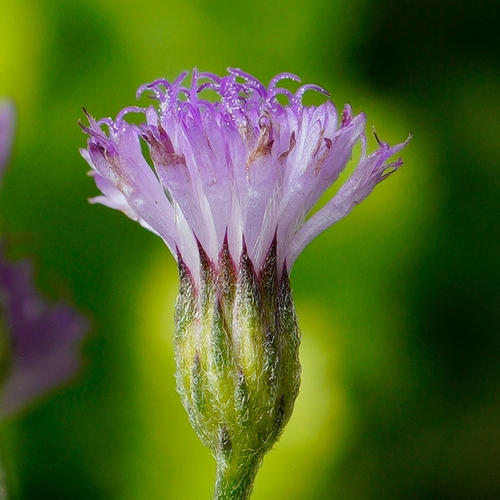 Cyanthillium cinereum (little ironweed) (alternate view 4)