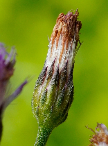 Cyanthillium cinereum (little ironweed) (alternate view 5)