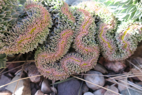 Euphorbia myrsinites (Myrtle Spurge) (alternate view 4)
