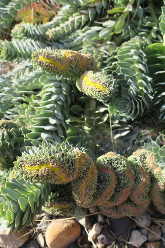 Euphorbia myrsinites (Myrtle Spurge) (alternate view 5)