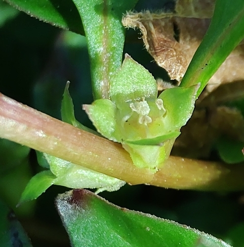 Ludwigia palustris (Water Purslane) (alternate view 8)