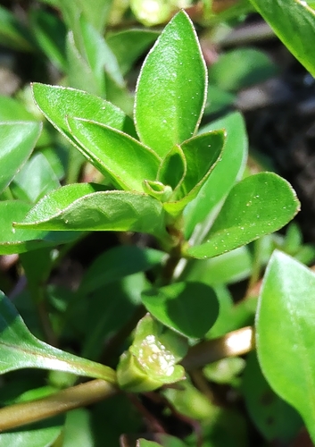 Ludwigia palustris (Water Purslane) (alternate view 9)