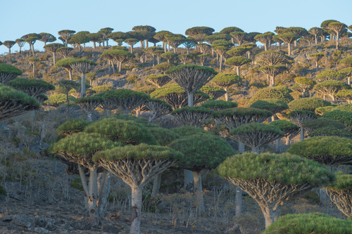 Dracaena (Dragon Trees) (alternate view 5)
