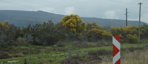 Acacia saligna (golden wreath wattle) (alternate view 2)