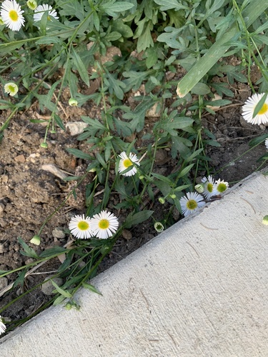 Erigeron karvinskianus (Mexican Fleabane)