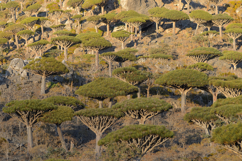 Dracaena (Dragon Trees) (alternate view 6)