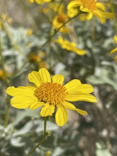 Encelia farinosa (Brittlebush)