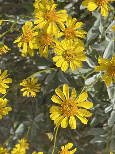 Encelia farinosa (Brittlebush)