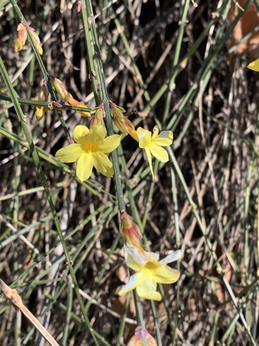 Jasminum nudiflorum (winter jasmine)