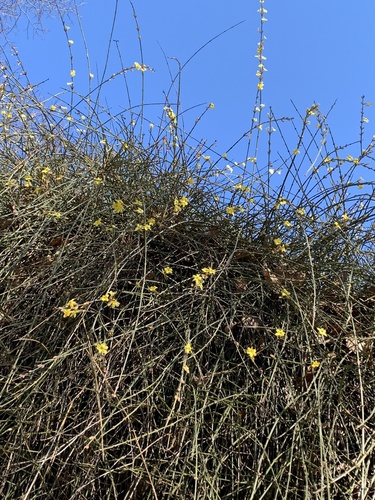 Jasminum nudiflorum (winter jasmine) (alternate view 2)