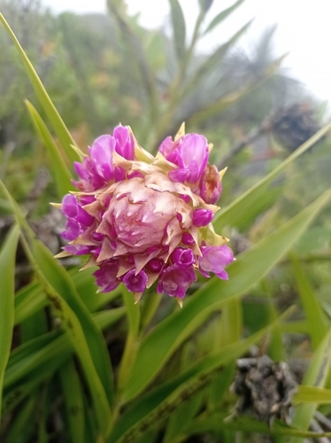 Elleanthus (alternate view 4)