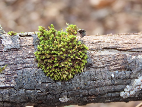 Ulota crispa (crisped pincushion) (alternate view 4)