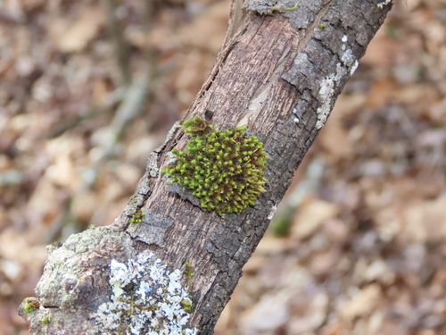 Ulota crispa (crisped pincushion) (alternate view 5)