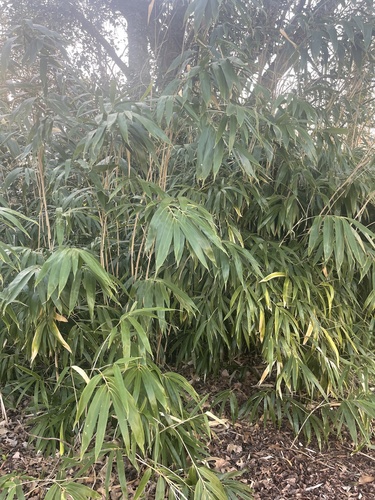 Pseudosasa japonica (Arrow Bamboo)