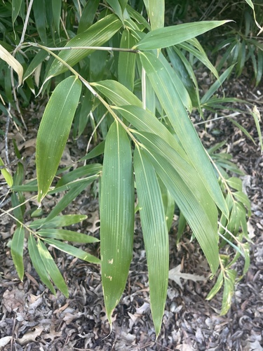 Pseudosasa japonica (Arrow Bamboo)