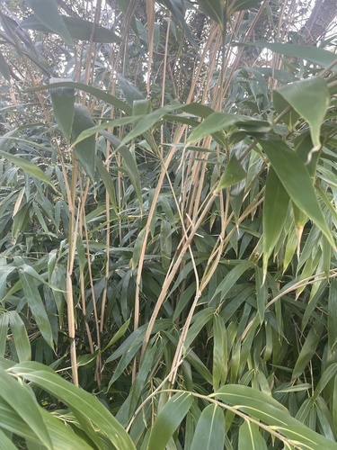 Pseudosasa japonica (Arrow Bamboo)