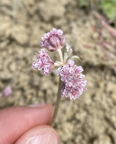 Eriogonum (wild buckwheats)