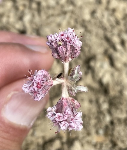 Eriogonum (wild buckwheats) (alternate view 2)