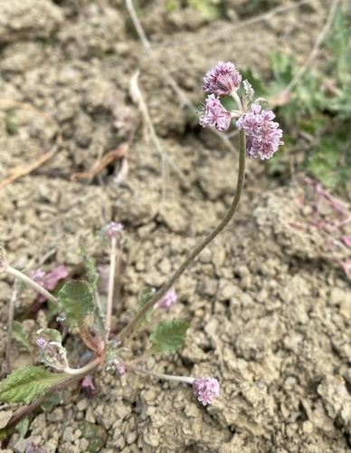 Eriogonum (wild buckwheats) (alternate view 3)