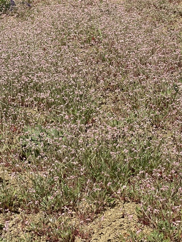 Eriogonum (wild buckwheats) (alternate view 4)