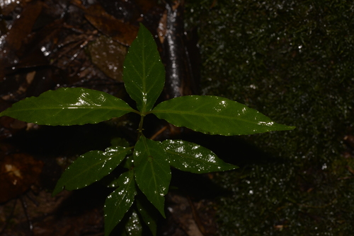 Gynochthodes jasminoides (sweet morinda)