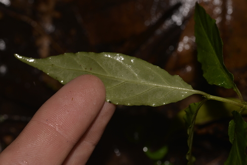 Gynochthodes jasminoides (sweet morinda) (alternate view 3)