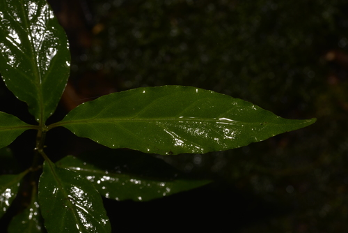 Gynochthodes jasminoides (sweet morinda) (alternate view 2)