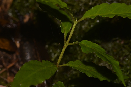 Gynochthodes jasminoides (sweet morinda) (alternate view 4)