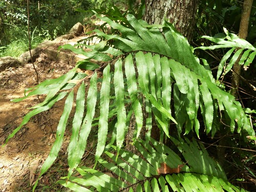 Drynaria rigidula (basket fern) (alternate view 2)