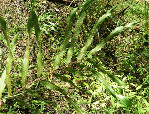 Drynaria rigidula (basket fern) (alternate view 3)