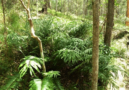 Drynaria rigidula (basket fern) (alternate view 4)