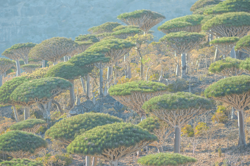 Dracaena (Dragon Trees) (alternate view 7)