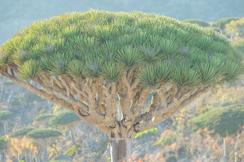Dracaena (Dragon Trees) (alternate view 8)
