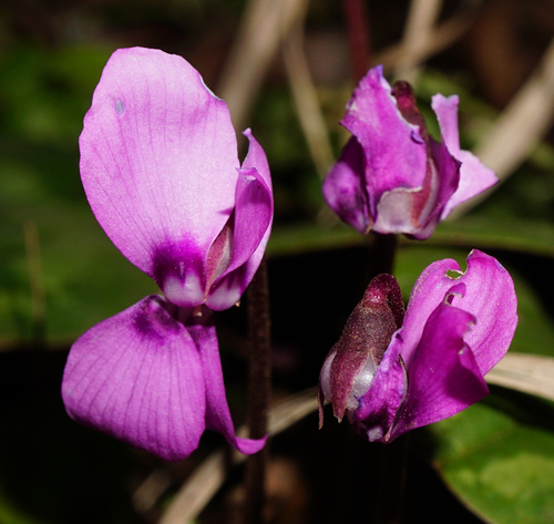 Cyclamen coum (Spring cyclamen) (alternate view 4)
