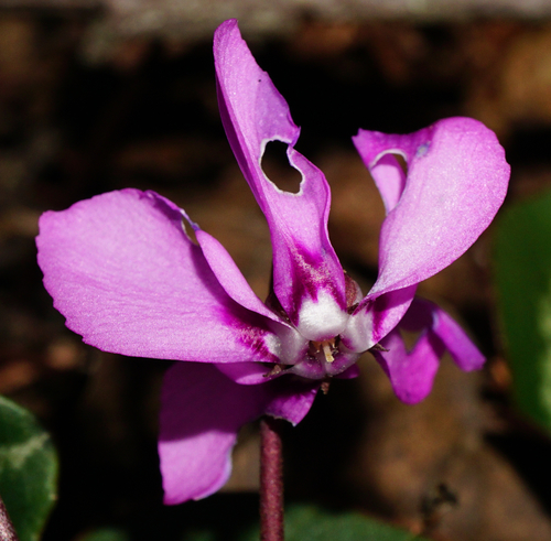 Cyclamen coum (Spring cyclamen) (alternate view 2)