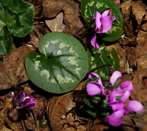 Cyclamen coum (Spring cyclamen) (alternate view 5)