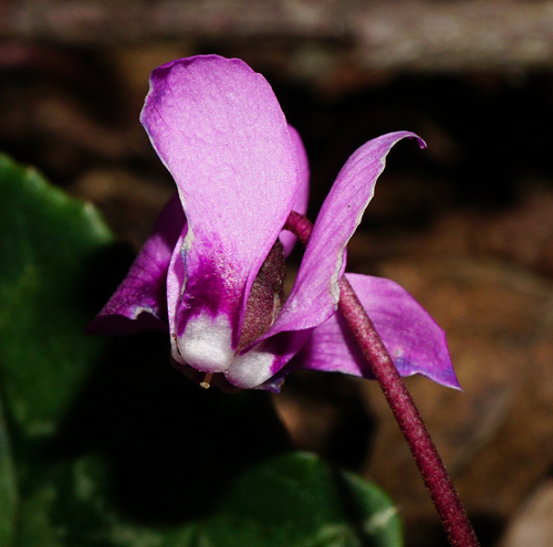 Cyclamen coum (Spring cyclamen) (alternate view 3)