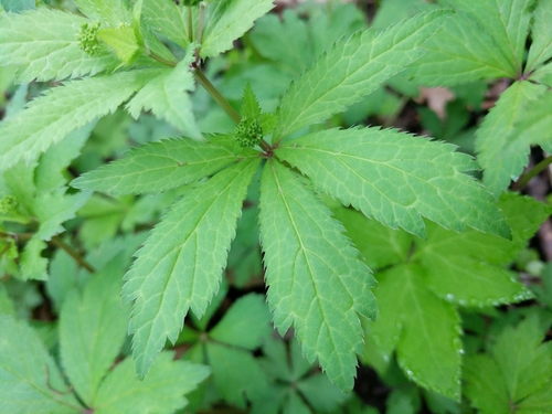 Sanicula odorata (Clustered Sanicle) (alternate view 3)