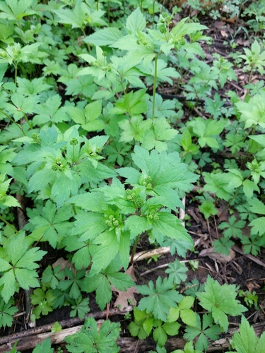 Sanicula odorata (Clustered Sanicle) (alternate view 4)