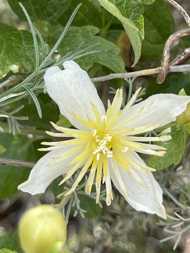 Clematis lasiantha (Pipestem Clematis) (alternate view 5)