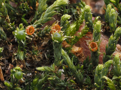 Hedwigia ciliata (Ciliate Hoarmoss)