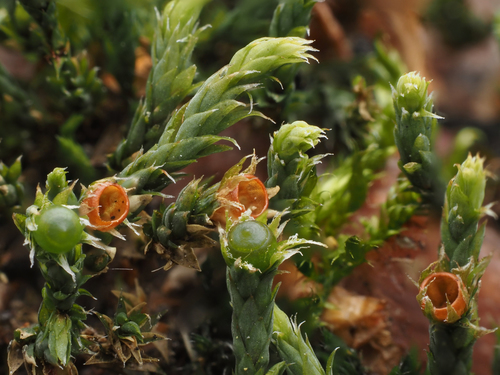 Hedwigia ciliata (Ciliate Hoarmoss) (alternate view 2)