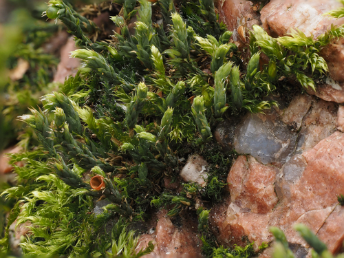Hedwigia ciliata (Ciliate Hoarmoss) (alternate view 3)