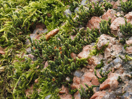 Hedwigia ciliata (Ciliate Hoarmoss) (alternate view 4)