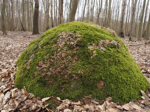 Hedwigia ciliata (Ciliate Hoarmoss) (alternate view 5)