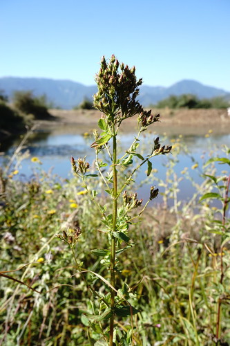 Hypericum tetrapterum (Square Stemmed Saint John's Wort)